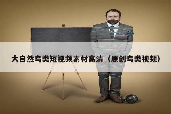 大自然鸟类短视频素材高清（原创鸟类视频）