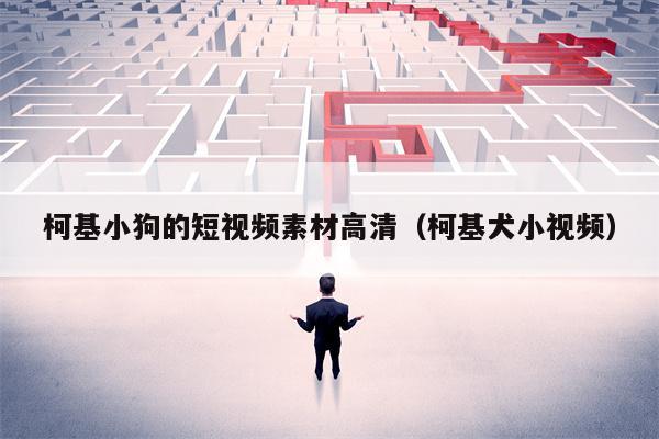柯基小狗的短视频素材高清（柯基犬小视频）