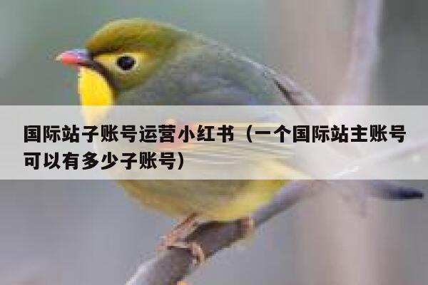 国际站子账号运营小红书（一个国际站主账号可以有多少子账号）