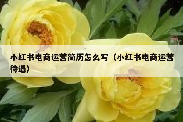 小红书电商运营简历怎么写（小红书电商运营待遇）