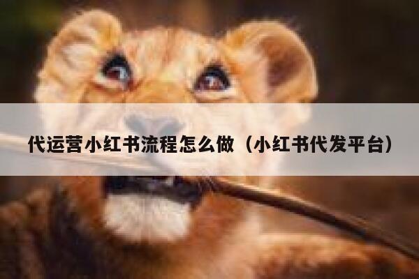 代运营小红书流程怎么做（小红书代发平台）