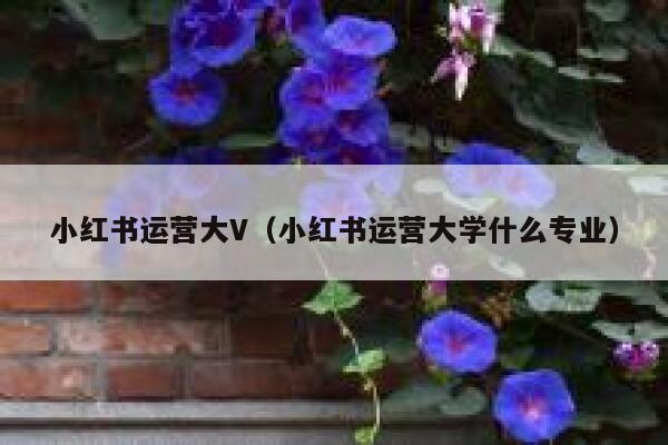 小红书运营大V（小红书运营大学什么专业）