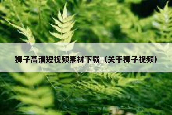 狮子高清短视频素材下载（关于狮子视频）