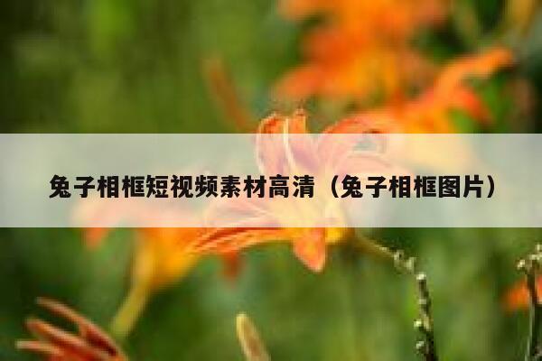 兔子相框短视频素材高清（兔子相框图片）