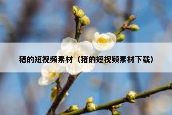 猪的短视频素材（猪的短视频素材下载）