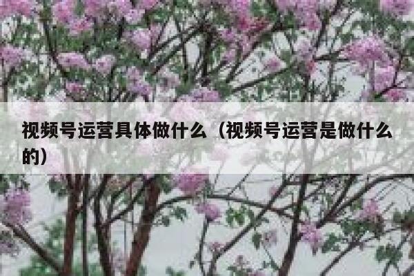 视频号运营具体做什么（视频号运营是做什么的）