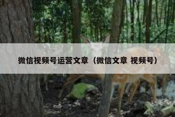 微信视频号运营文章（微信文章 视频号）