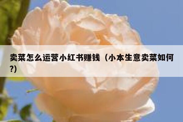 卖菜怎么运营小红书赚钱（小本生意卖菜如何?）